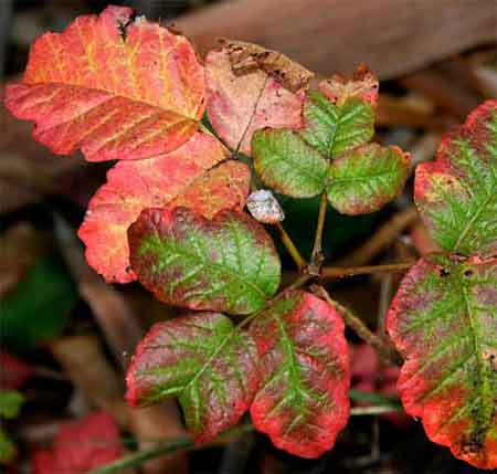 poison oak leaf. Poison Oak Leaflets Showing