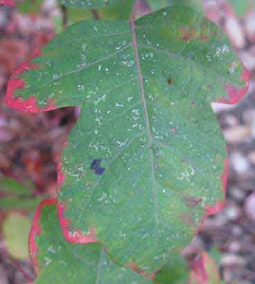 poison oak leaf. Poison Oak Coloration