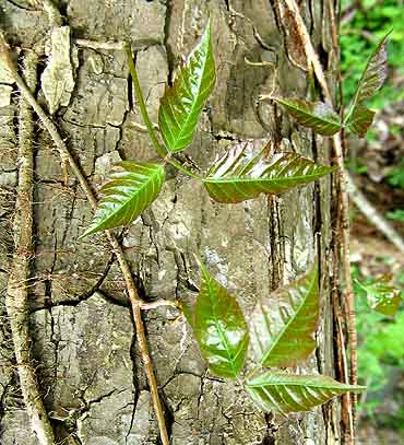 large poison ivy vine. Poison Ivy Vine with Young